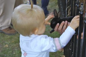 Toddler petting bunny