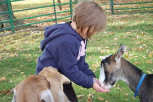 Child feeding goats