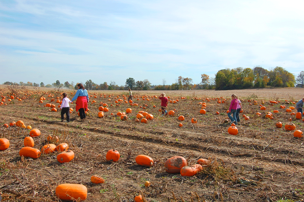 Lehner's Pumpkin Farm 1