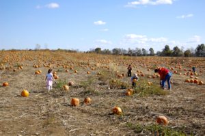 Picking out pumpkins from the patch